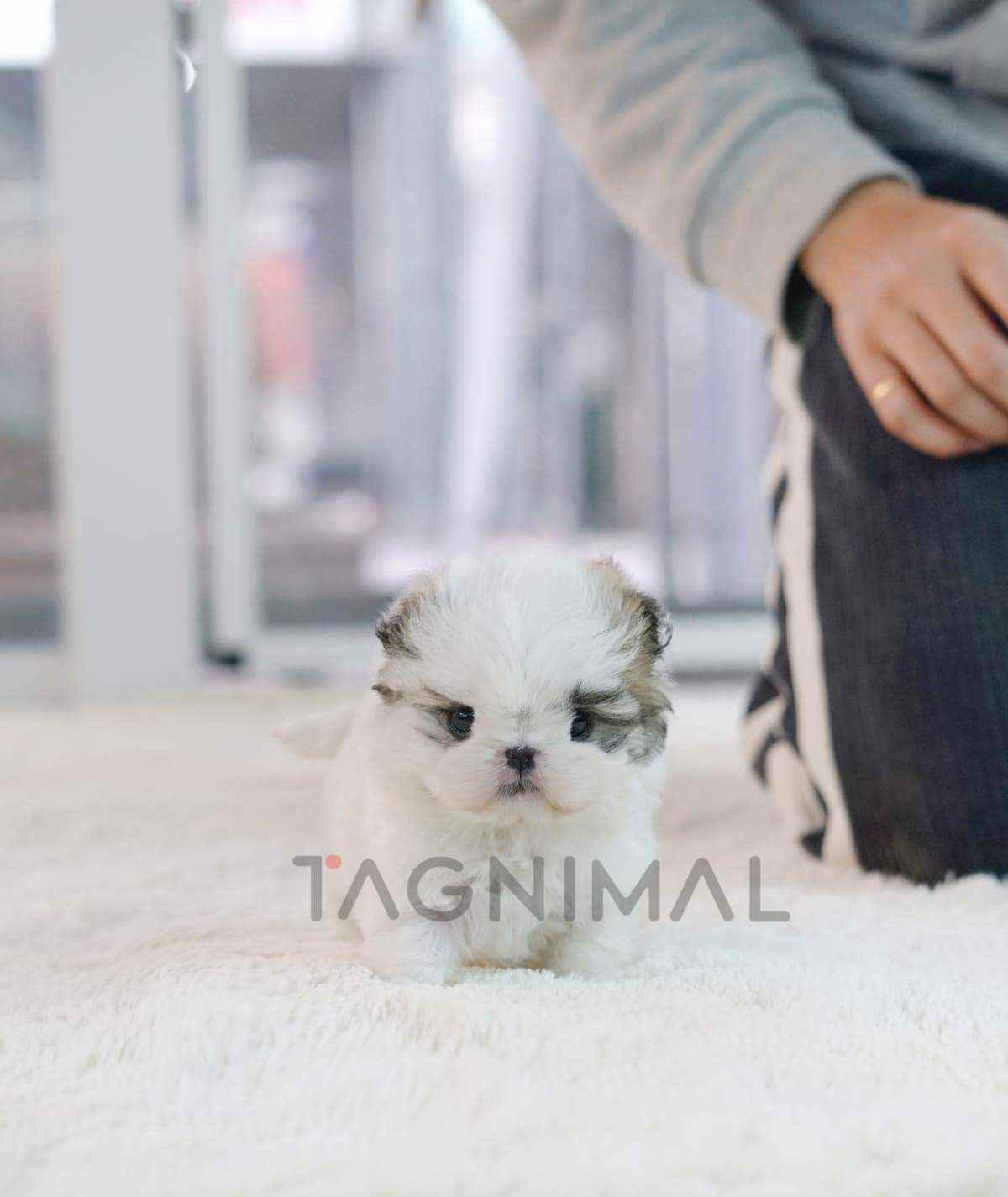 ขายลูกสุนัขมอลทิพู ซื้อสุนัข ซื้อหมา ได้ที่ Tagnimal