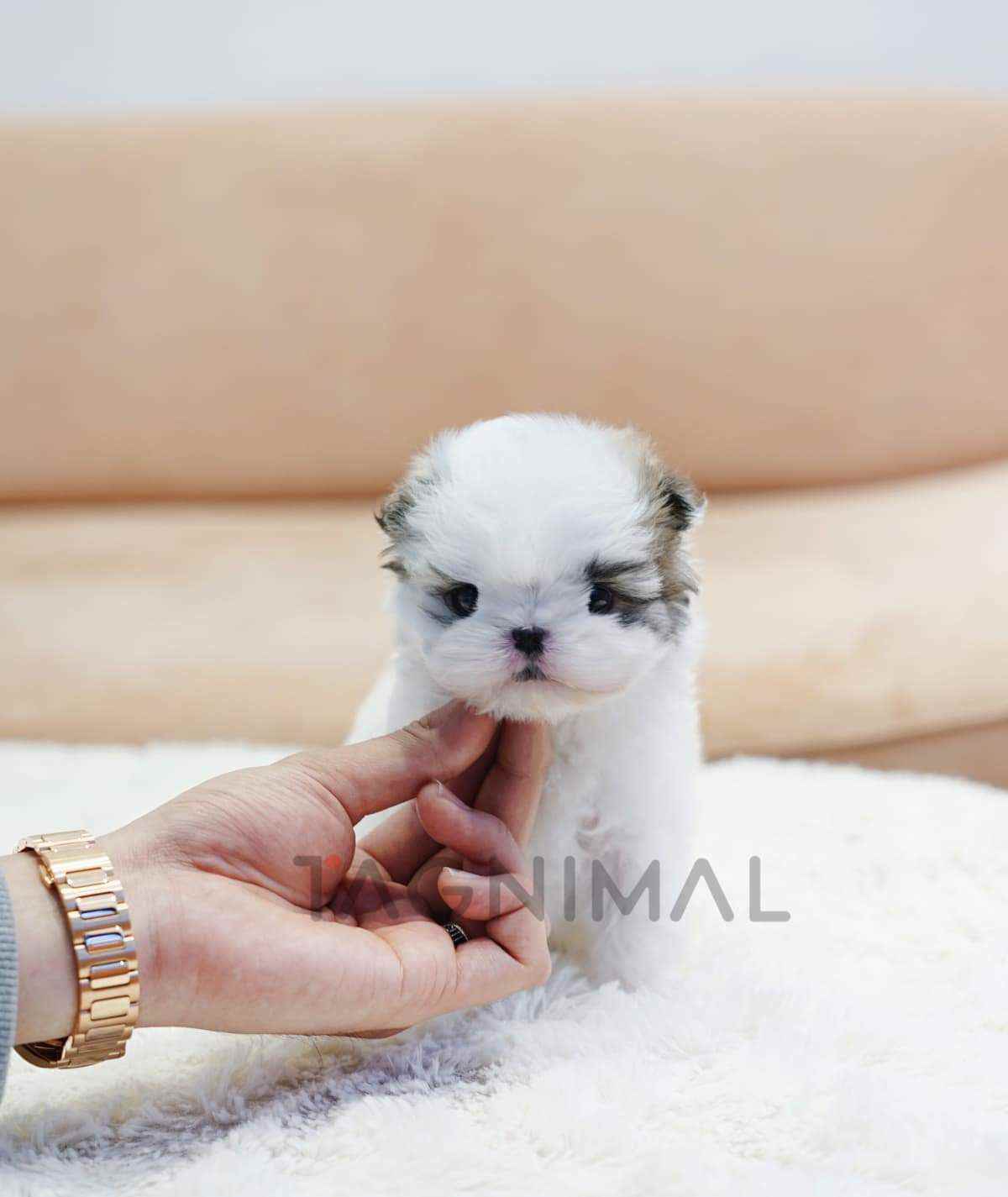 ขายลูกสุนัขมอลทิพู ซื้อสุนัข ซื้อหมา ได้ที่ Tagnimal