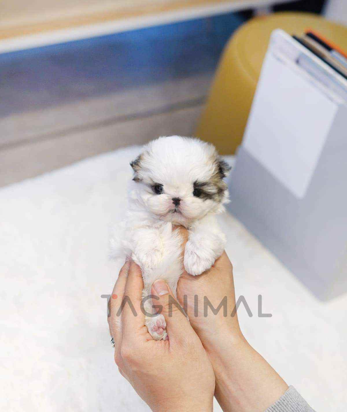 ขายลูกสุนัขมอลทิพู ซื้อสุนัข ซื้อหมา ได้ที่ Tagnimal