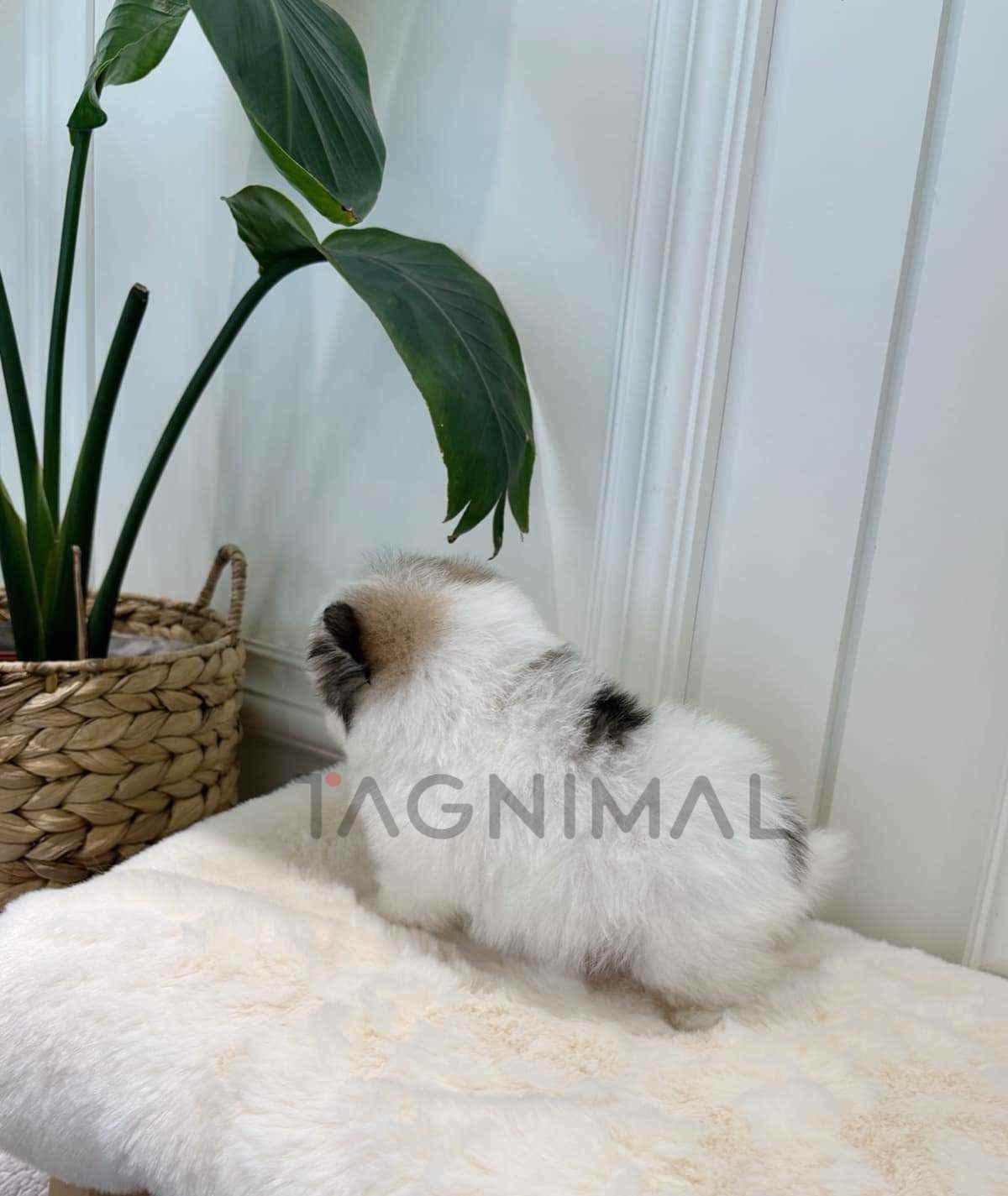 Maltipom puppy for sale, dog for sale at Tagnimal