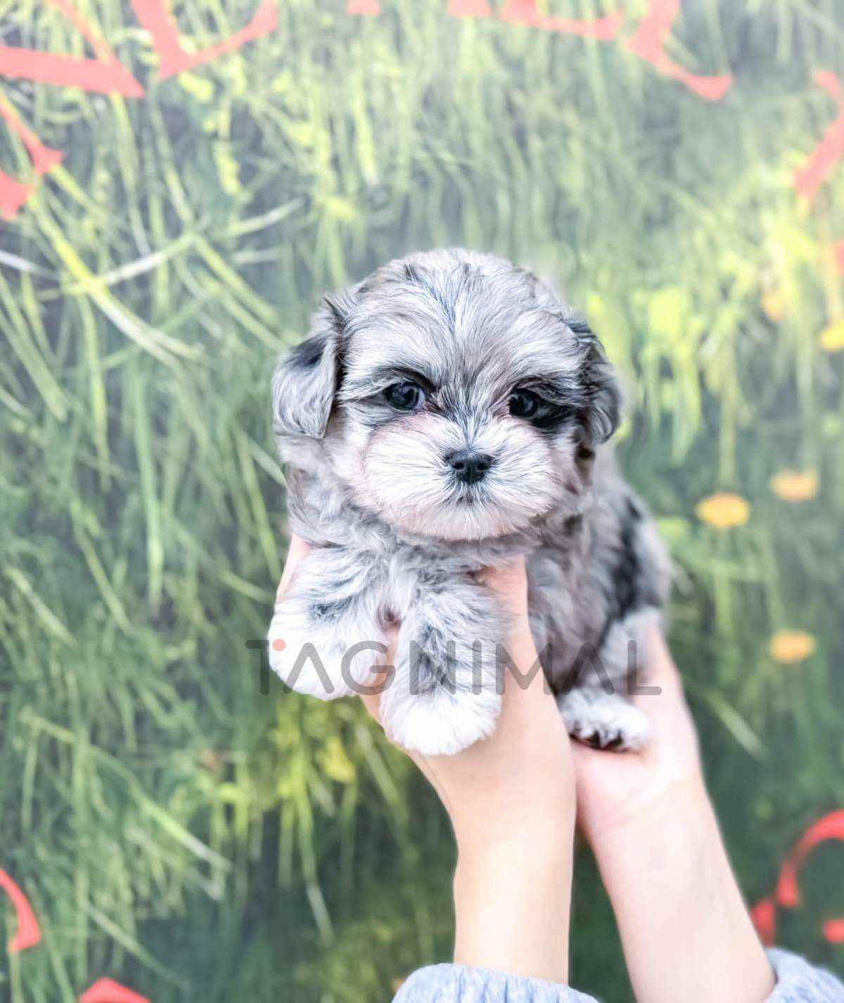 Maltipoo puppy for sale, dog for sale at Tagnimal