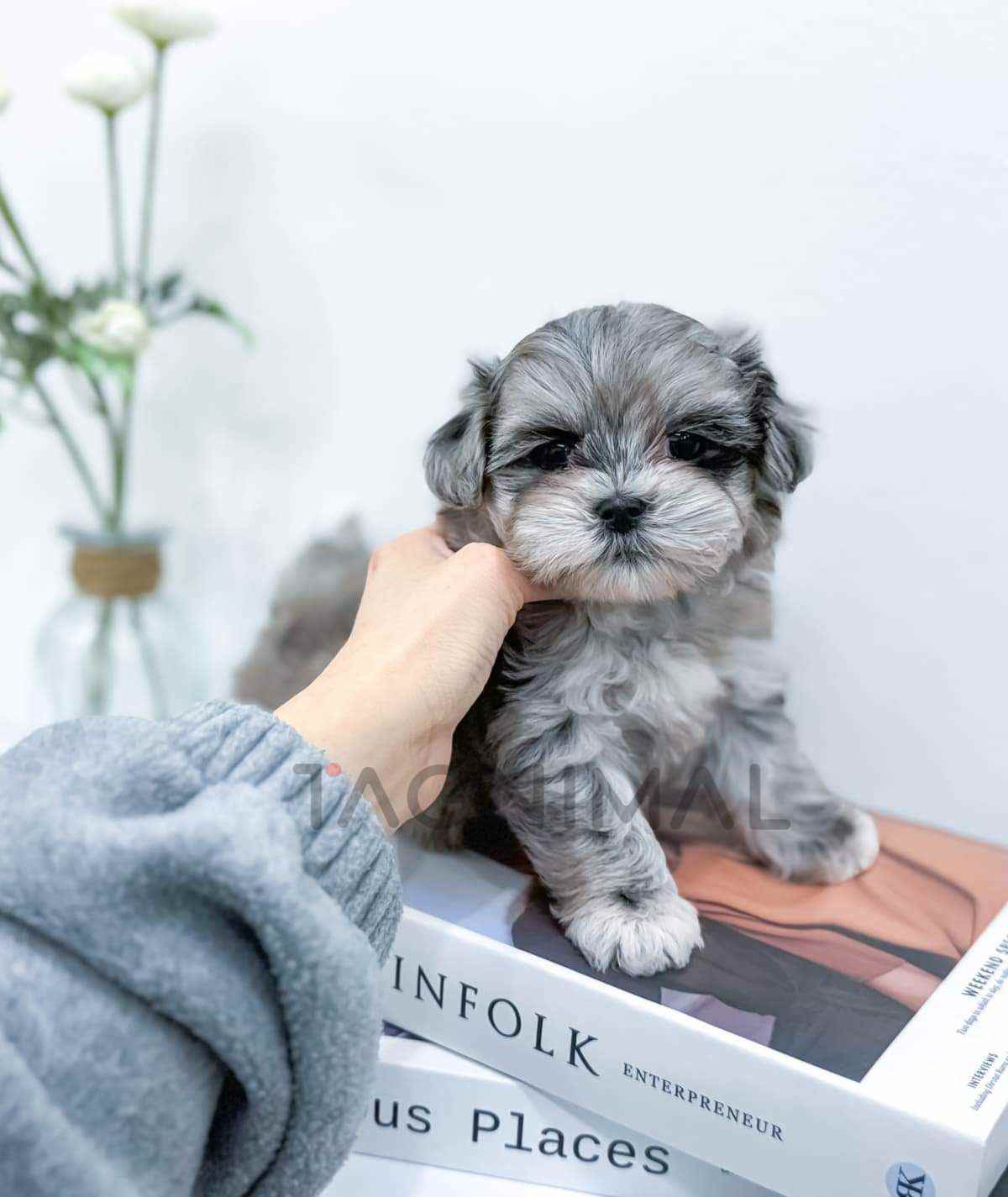 Maltipoo puppy for sale, dog for sale at Tagnimal