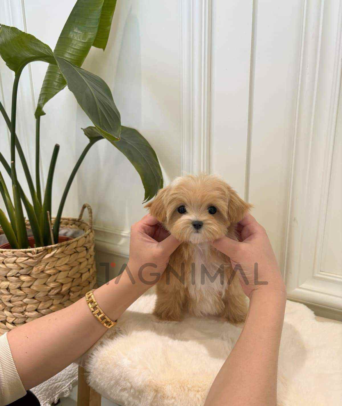 Maltipoo puppy for sale, dog for sale at Tagnimal