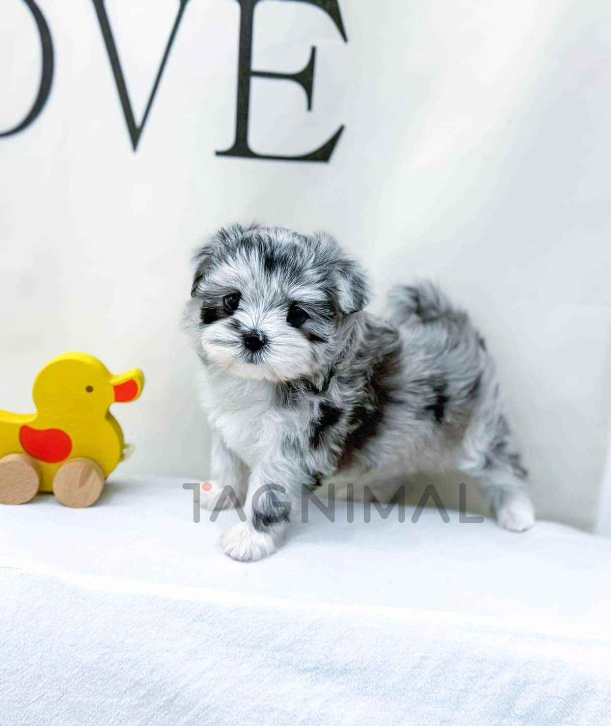 ขายลูกสุนัขมอลทิพู ซื้อสุนัข ซื้อหมา ได้ที่ Tagnimal