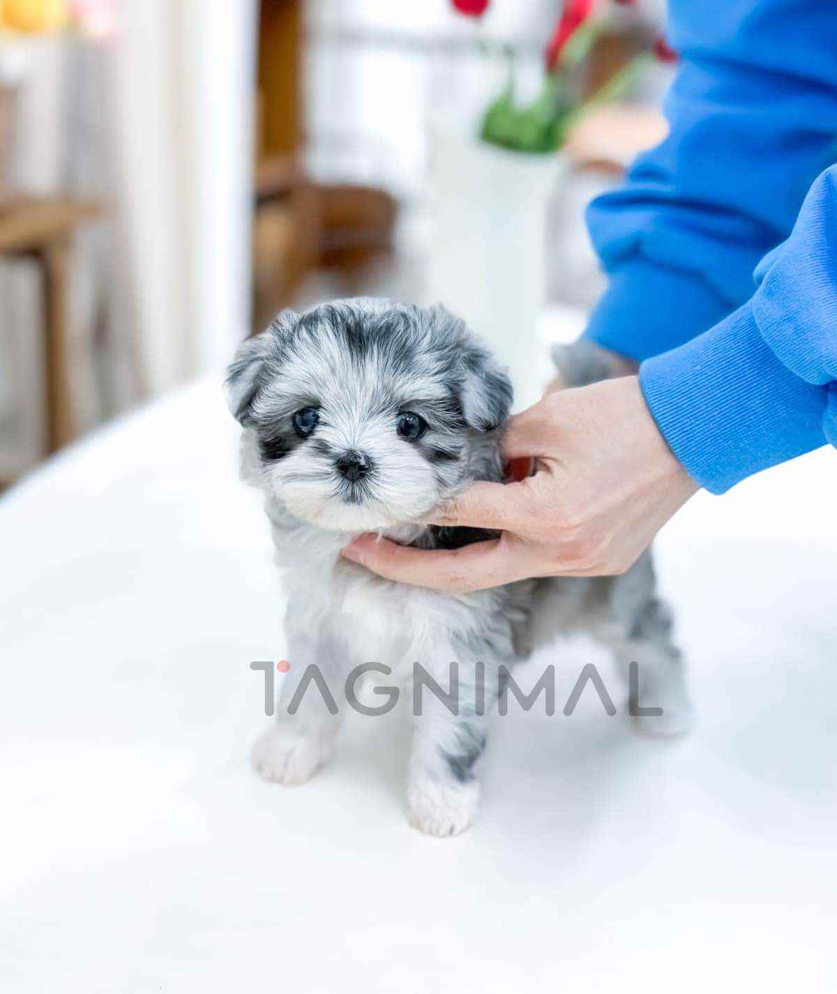 ขายลูกสุนัขมอลทิพู ซื้อสุนัข ซื้อหมา ได้ที่ Tagnimal