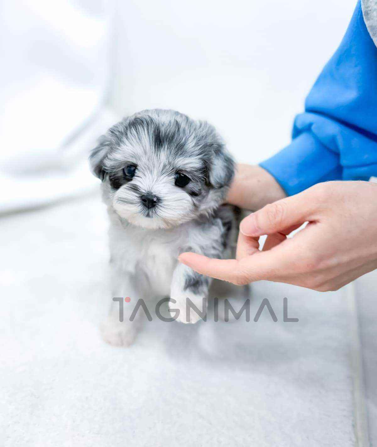 ขายลูกสุนัขมอลทิพู ซื้อสุนัข ซื้อหมา ได้ที่ Tagnimal