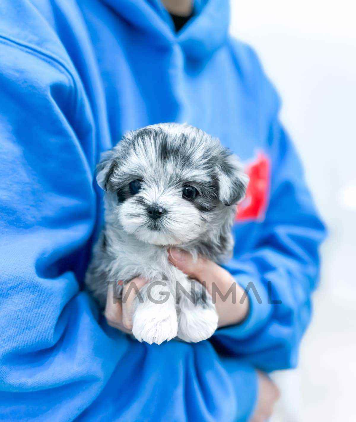 ขายลูกสุนัขมอลทิพู ซื้อสุนัข ซื้อหมา ได้ที่ Tagnimal