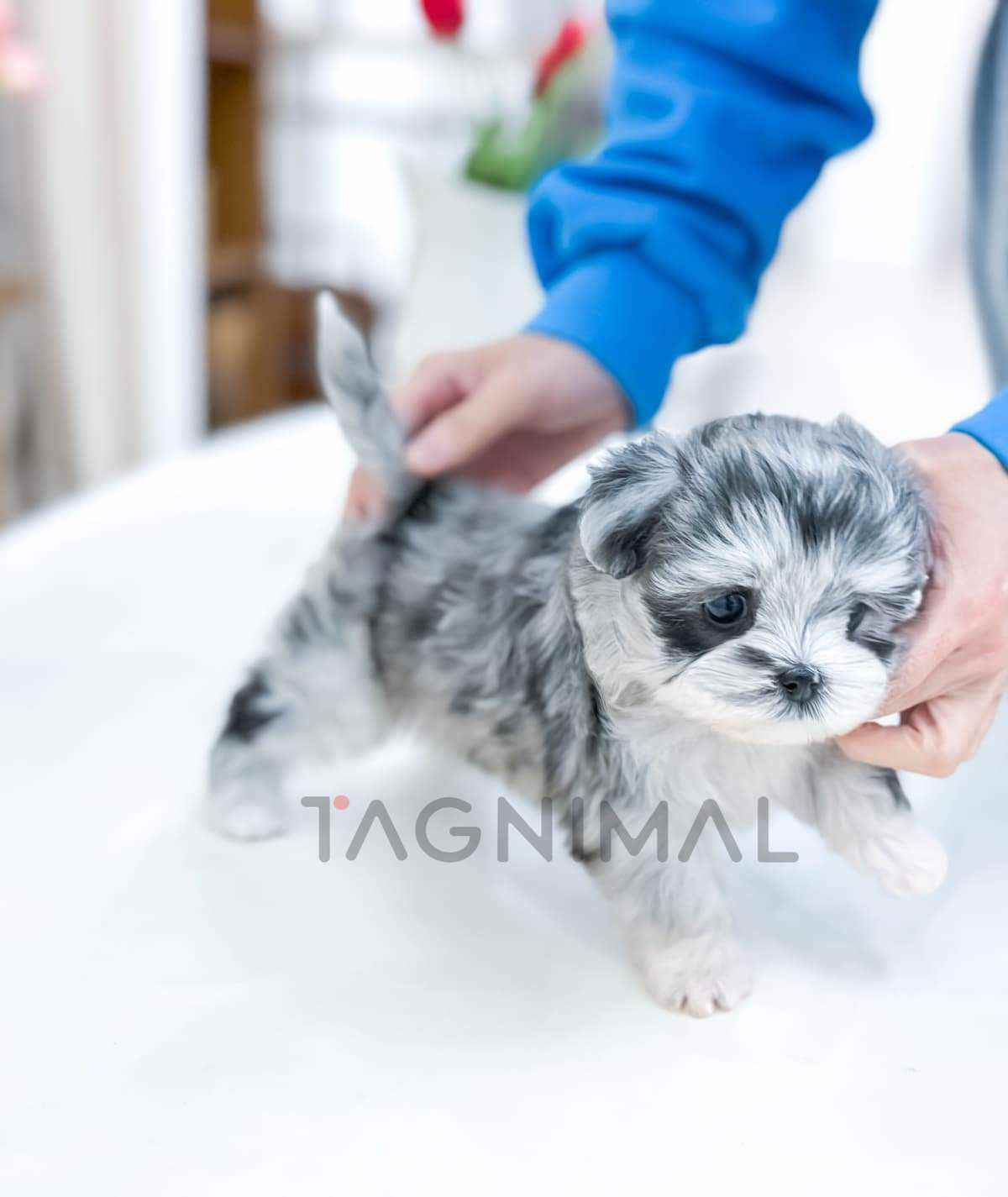 ขายลูกสุนัขมอลทิพู ซื้อสุนัข ซื้อหมา ได้ที่ Tagnimal