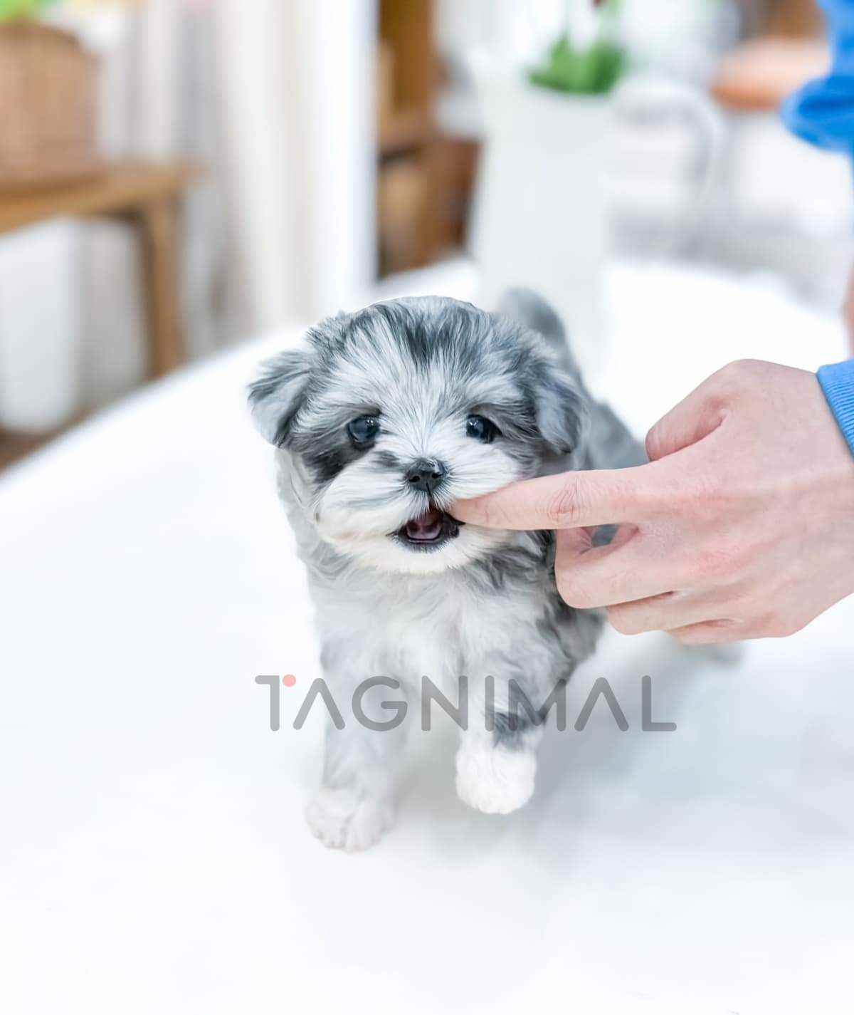 ขายลูกสุนัขมอลทิพู ซื้อสุนัข ซื้อหมา ได้ที่ Tagnimal