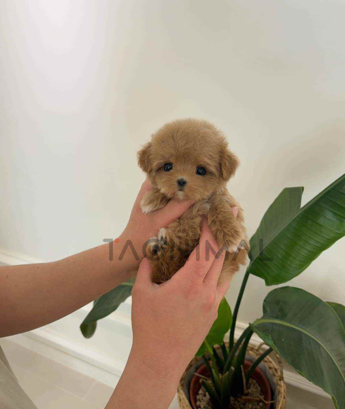 Maltipoo puppy for sale, dog for sale at Tagnimal