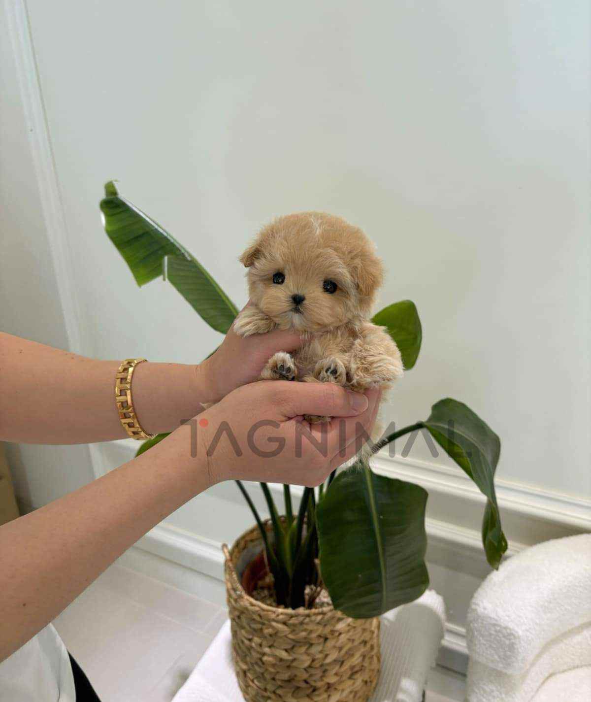 Maltipoo puppy for sale, dog for sale at Tagnimal