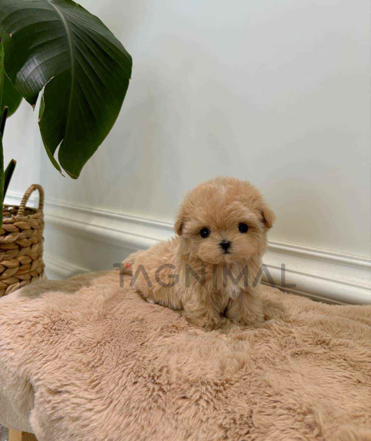 Maltipoo puppy for sale, dog for sale at Tagnimal