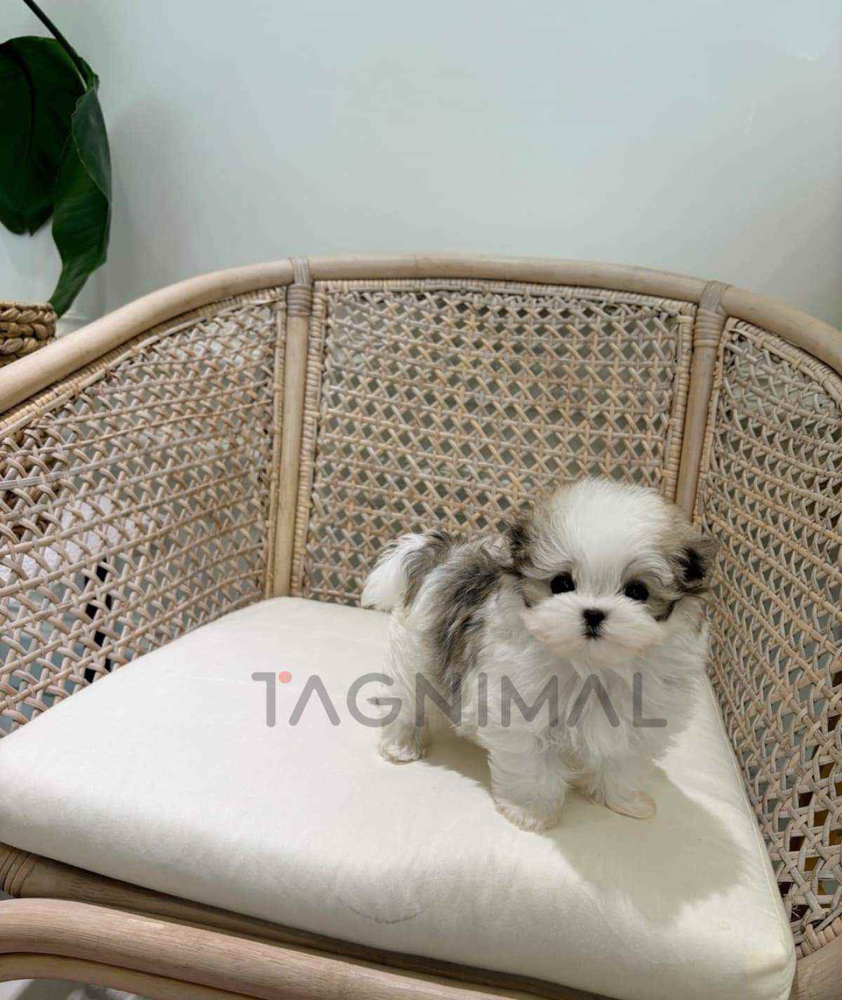 ขายลูกสุนัขมอลทิพู ซื้อสุนัข ซื้อหมา ได้ที่ Tagnimal