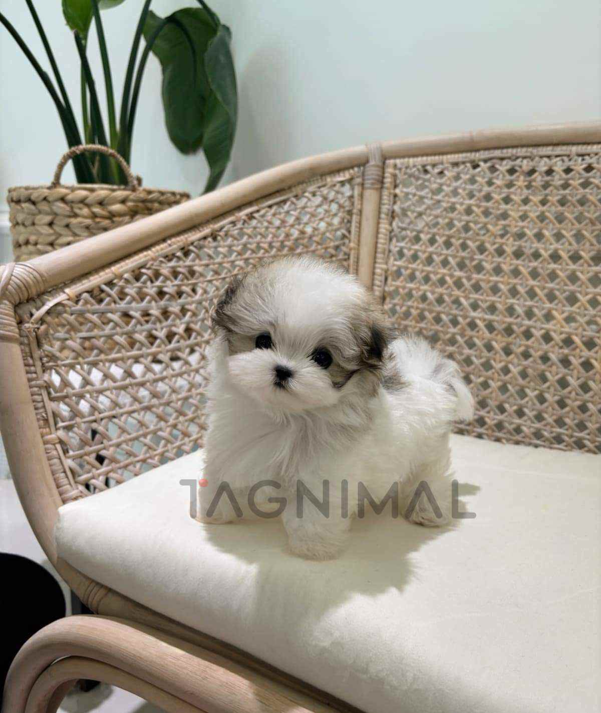 ขายลูกสุนัขมอลทิพู ซื้อสุนัข ซื้อหมา ได้ที่ Tagnimal