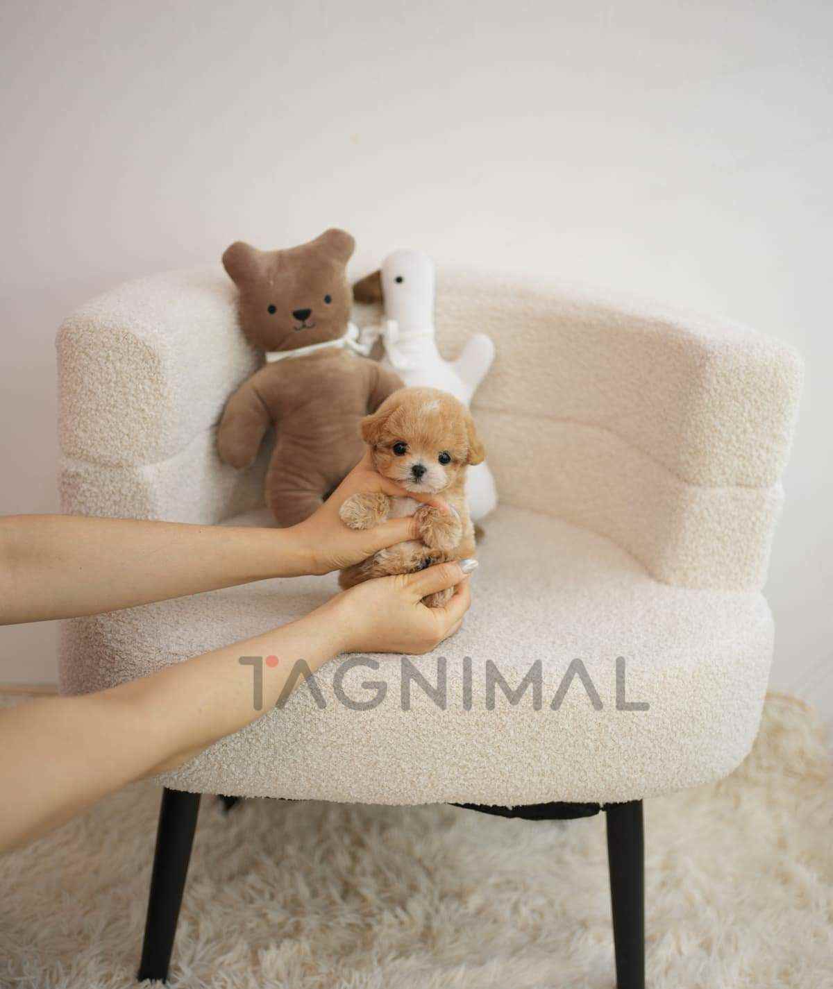 ขายลูกสุนัขมอลทิพู ซื้อสุนัข ซื้อหมา ได้ที่ Tagnimal