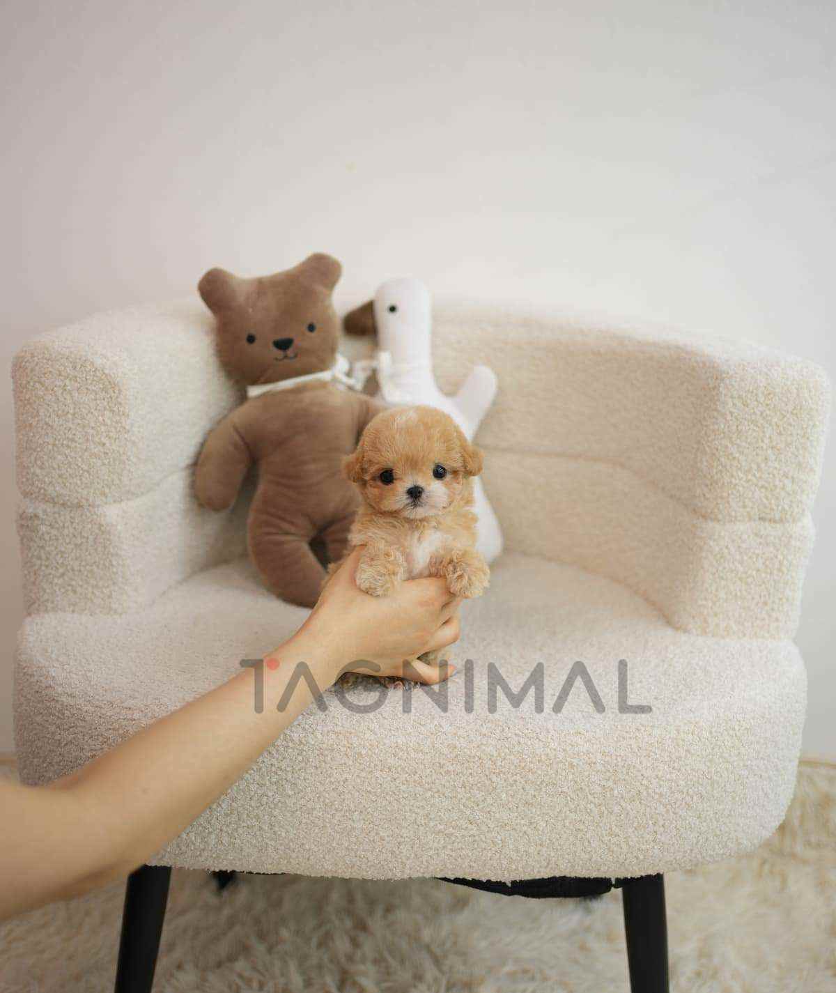 ขายลูกสุนัขมอลทิพู ซื้อสุนัข ซื้อหมา ได้ที่ Tagnimal