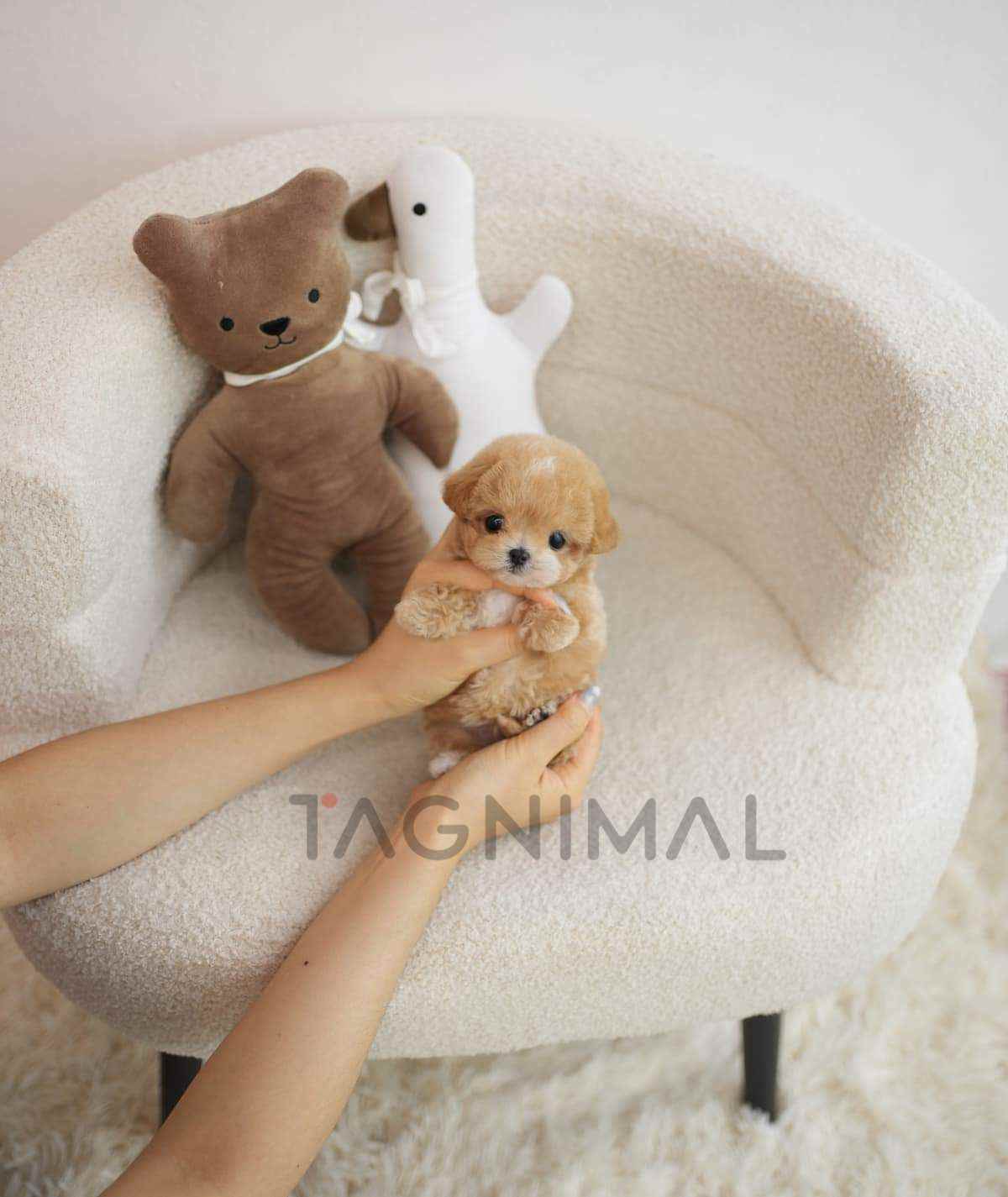 ขายลูกสุนัขมอลทิพู ซื้อสุนัข ซื้อหมา ได้ที่ Tagnimal
