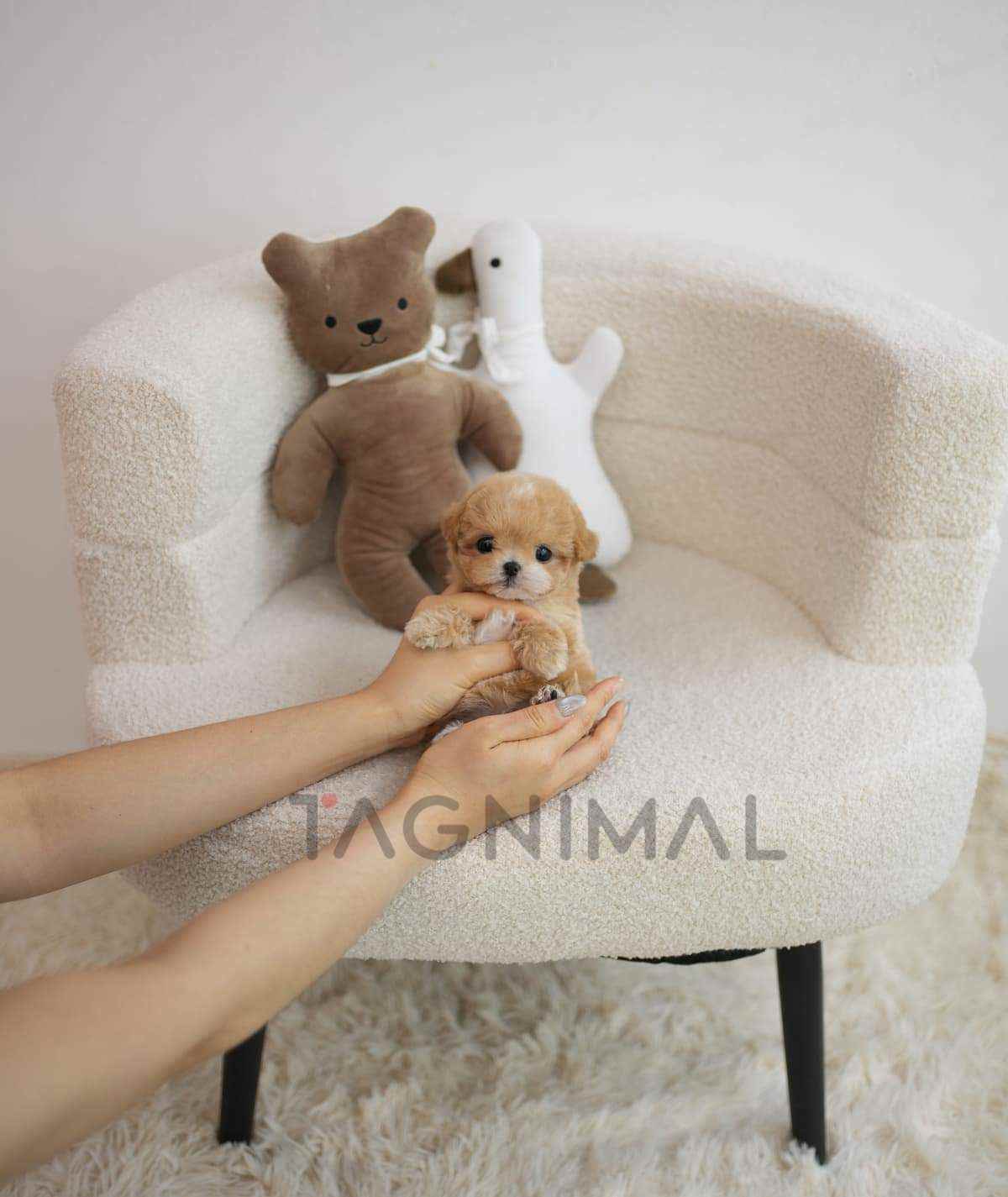 ขายลูกสุนัขมอลทิพู ซื้อสุนัข ซื้อหมา ได้ที่ Tagnimal