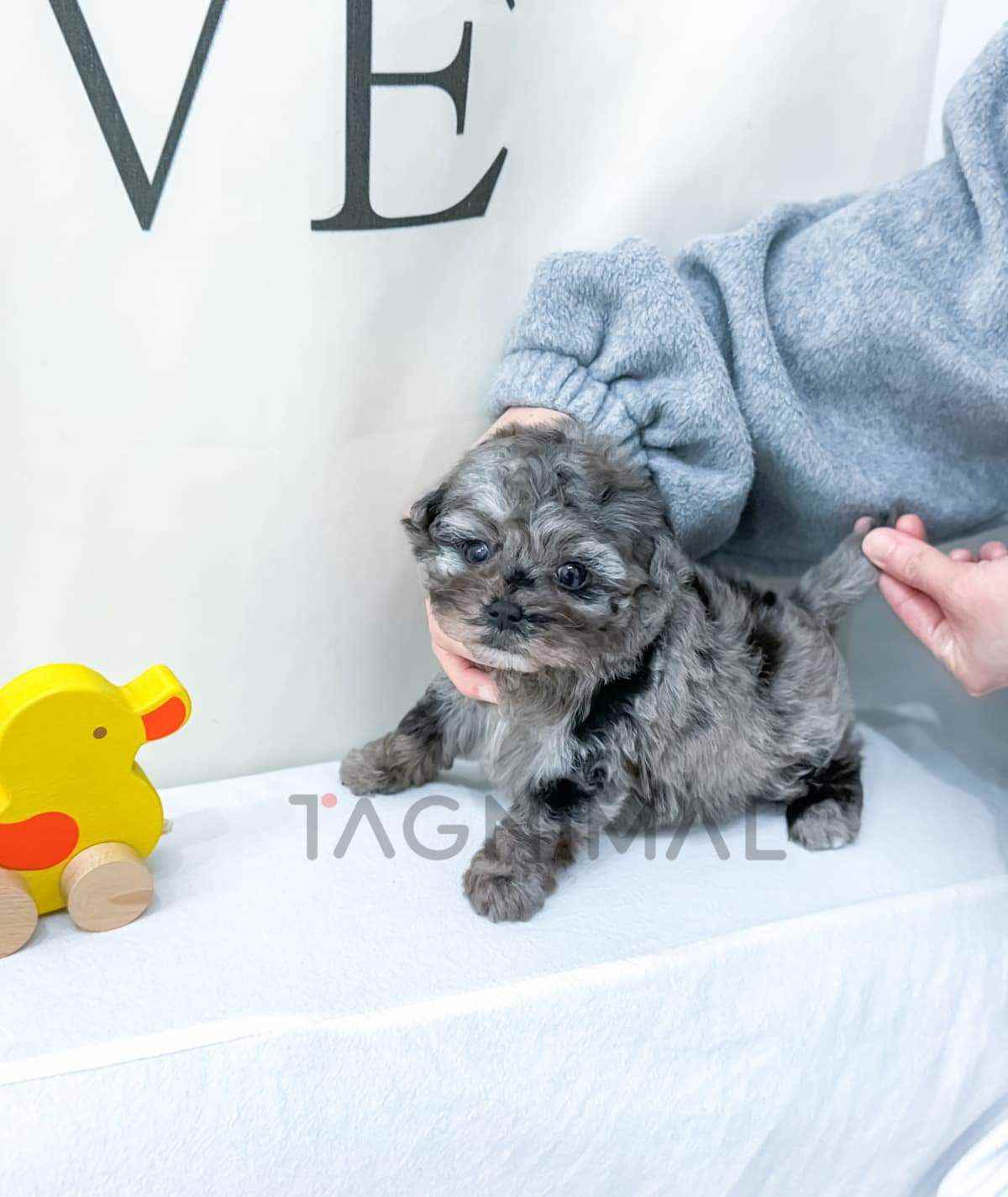 ขายลูกสุนัขมอลทิพู ซื้อสุนัข ซื้อหมา ได้ที่ Tagnimal