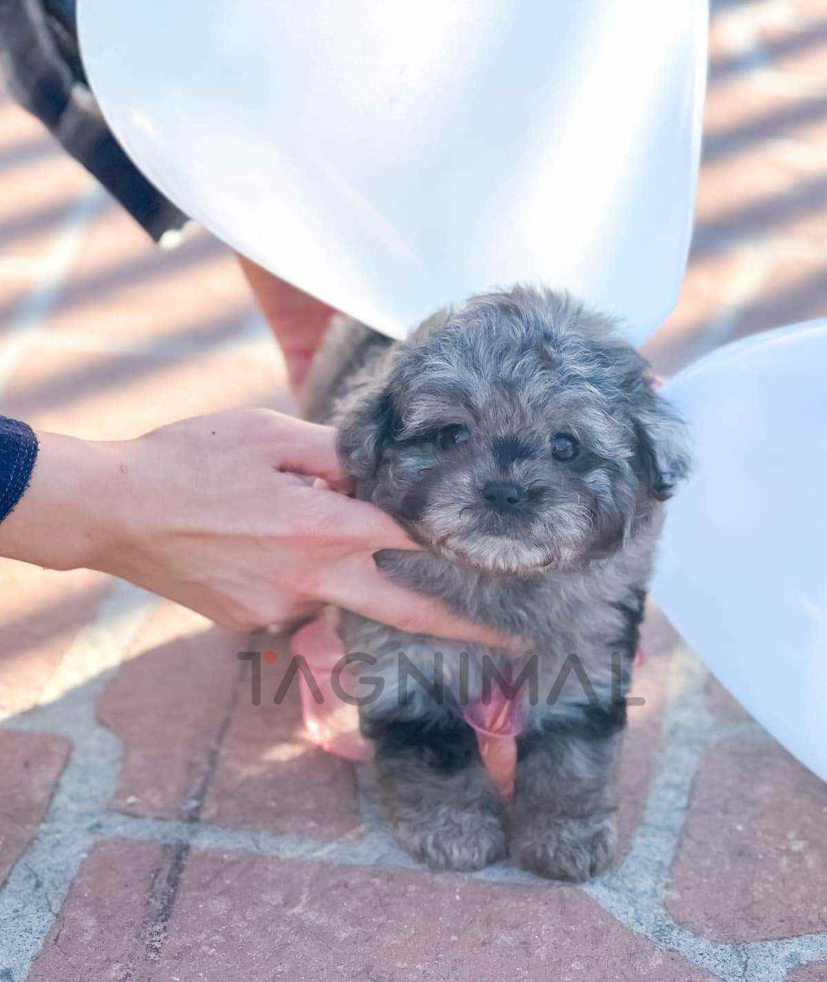 ขายลูกสุนัขมอลทิพู ซื้อสุนัข ซื้อหมา ได้ที่ Tagnimal