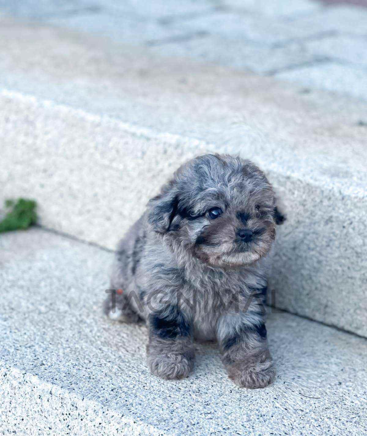 ขายลูกสุนัขมอลทิพู ซื้อสุนัข ซื้อหมา ได้ที่ Tagnimal