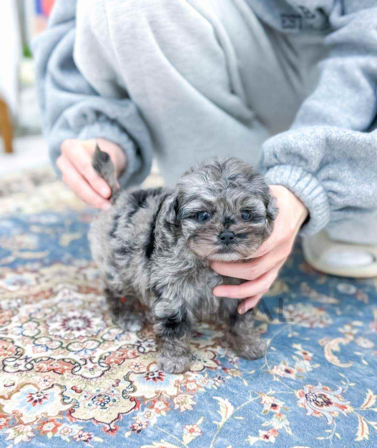 ขายลูกสุนัขมอลทิพู ซื้อสุนัข ซื้อหมา ได้ที่ Tagnimal