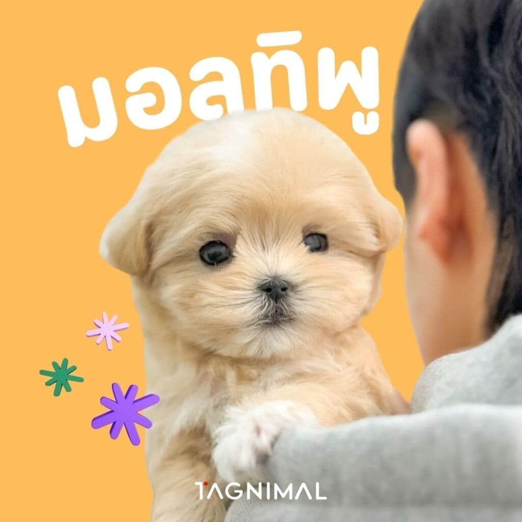 Tagnimal ลูกผสมพุดเดิ้ลที่ได้รับความนิยมมากที่สุดมอลทิพู