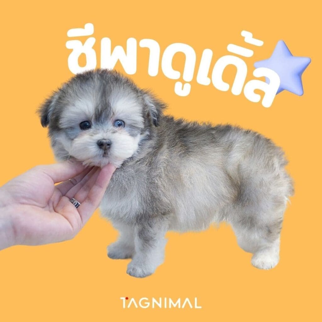 Tagnimal ลูกผสมพุดเดิ้ลที่ได้รับความนิยมมากที่สุดชีพาดูเดิ้ล