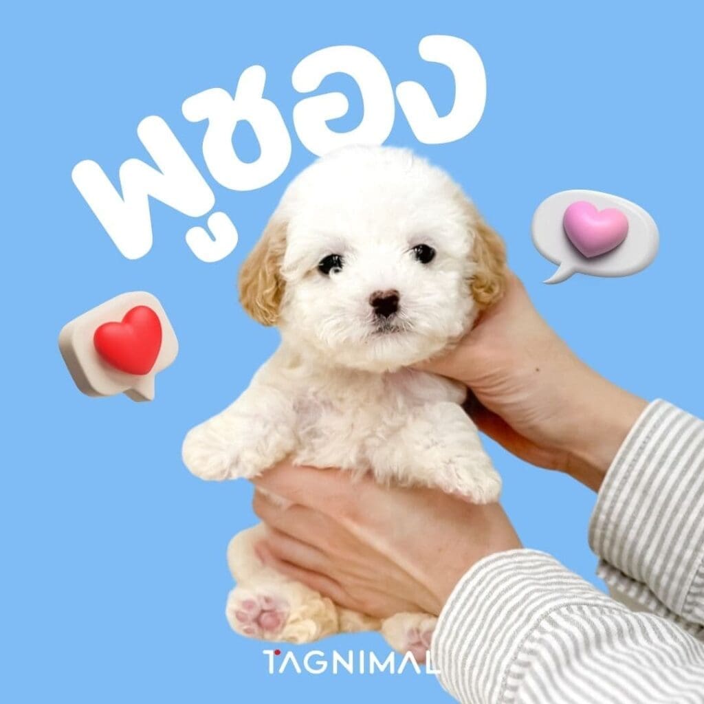 Tagnimal ลูกผสมพุดเดิ้ลที่ได้รับความนิยมมากที่สุดพูซอง