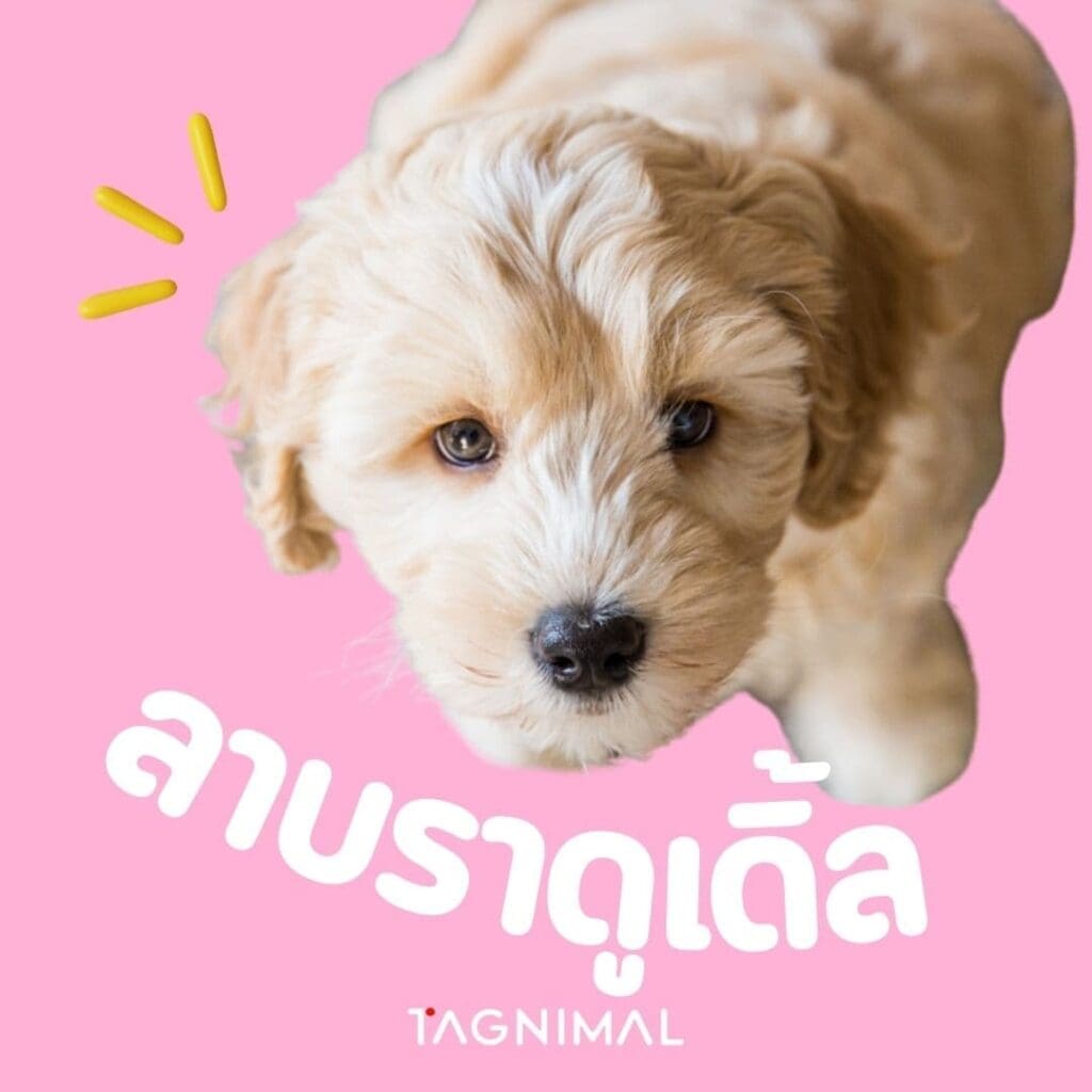 Tagnimal ลูกผสมพุดเดิ้ลที่ได้รับความนิยมมากที่สุดลาบราดูเดิ้ล