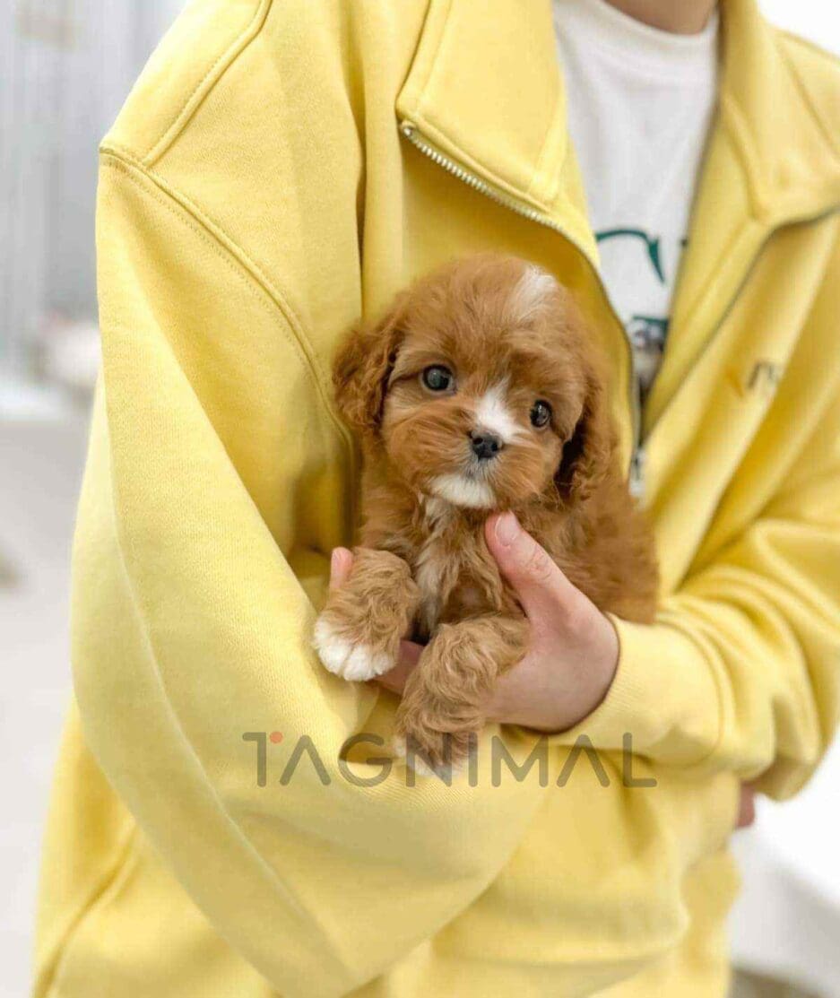 Chex | Tagnimal