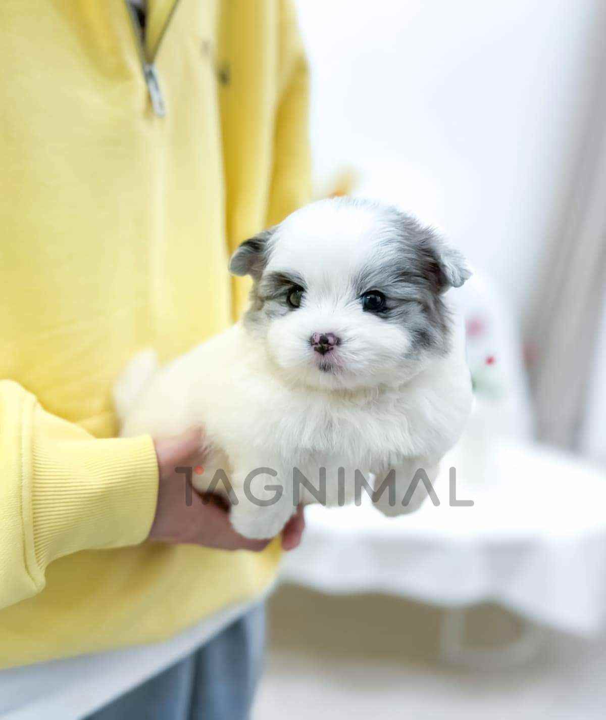 ขายลูกสุนัขมอลติปอม ซื้อสุนัข ซื้อหมา ได้ที่ Tagnimal