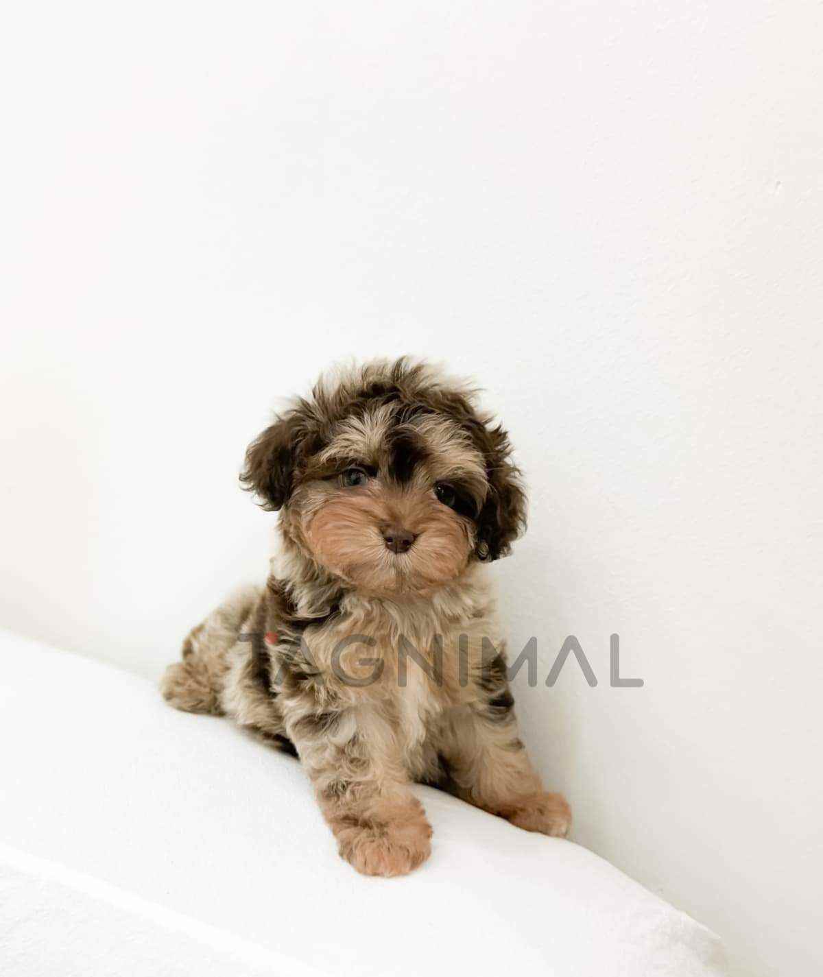 Maltipoo puppy for sale, dog for sale at Tagnimal