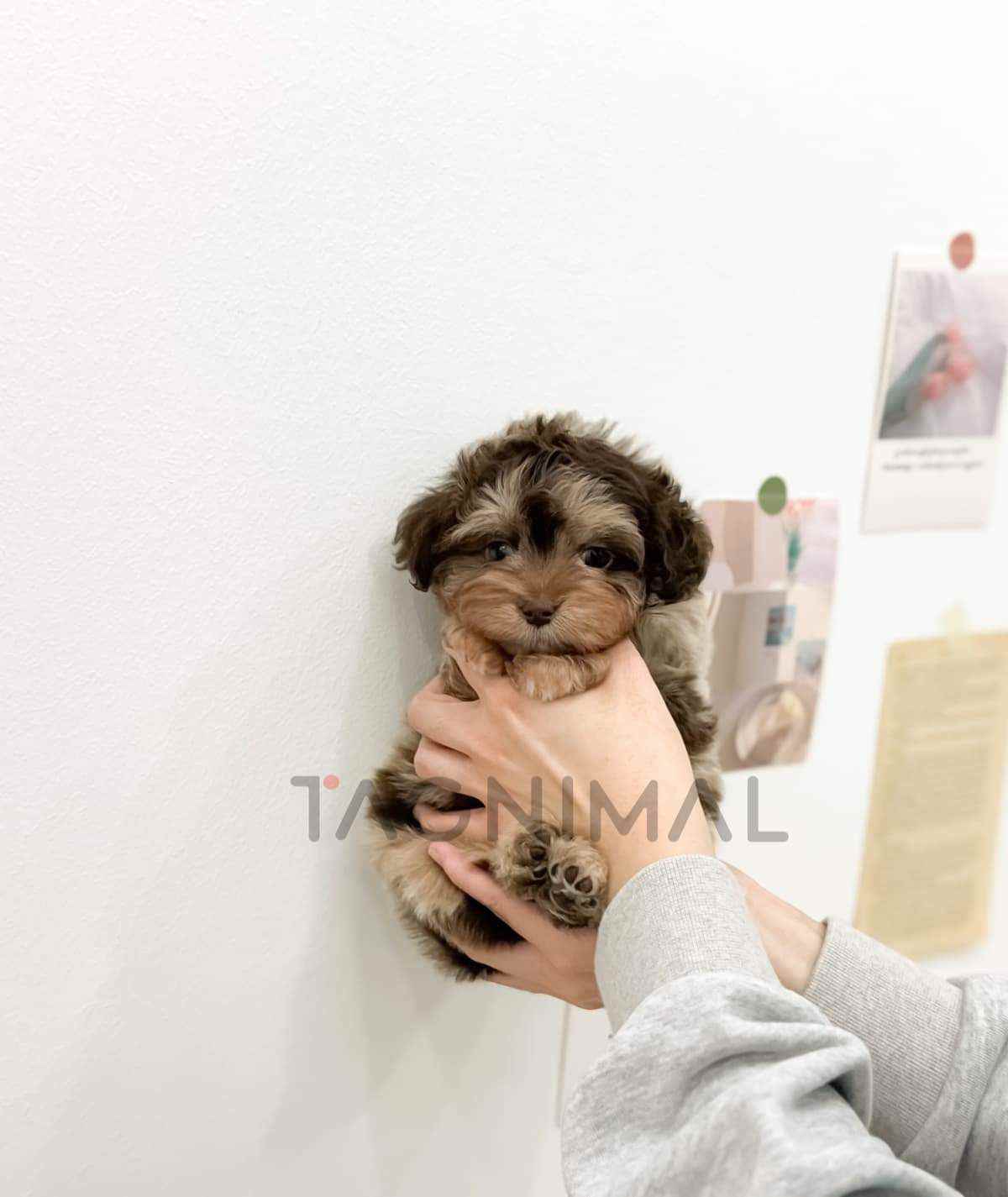 Maltipoo puppy for sale, dog for sale at Tagnimal