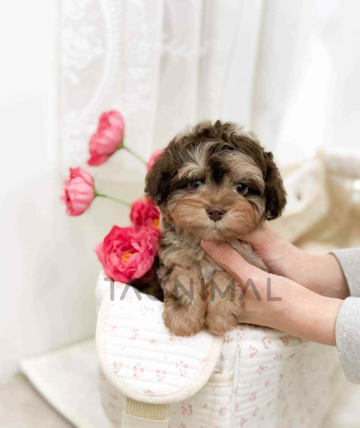 Maltipoo puppy for sale, dog for sale at Tagnimal