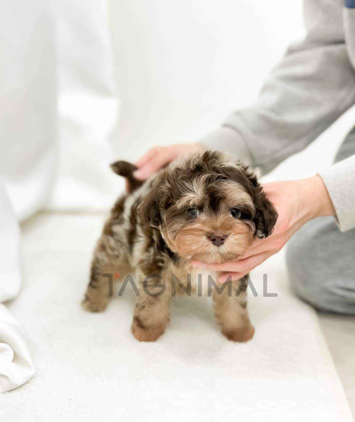 Maltipoo puppy for sale, dog for sale at Tagnimal