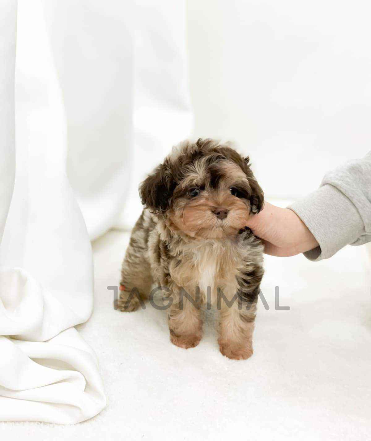 Maltipoo puppy for sale, dog for sale at Tagnimal