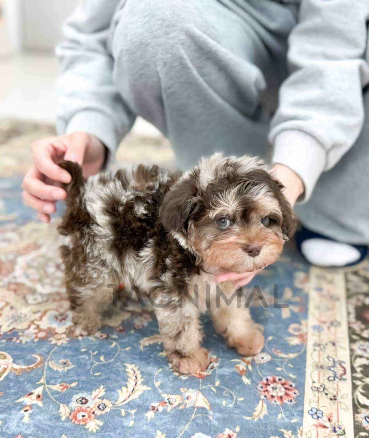 Maltipoo puppy for sale, dog for sale at Tagnimal