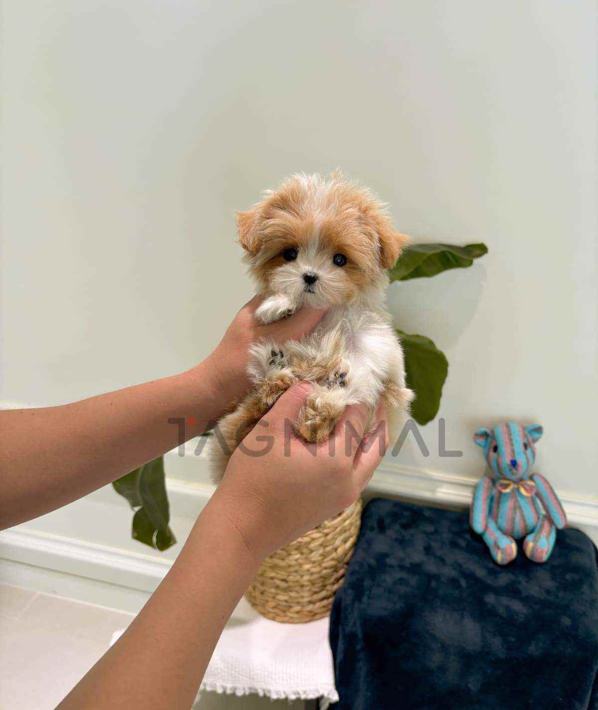 Maltipoo puppy for sale, dog for sale at Tagnimal