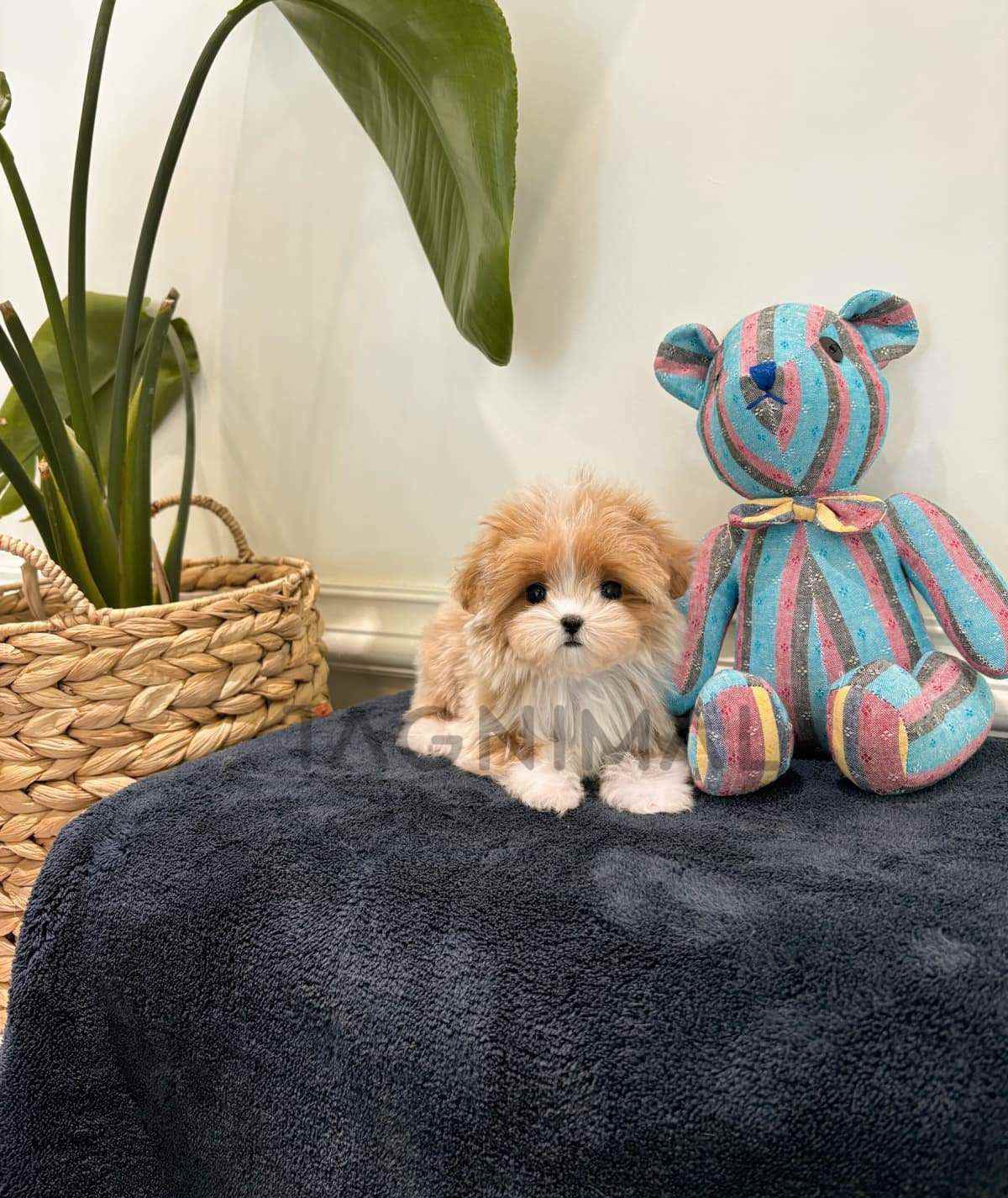 Maltipoo puppy for sale, dog for sale at Tagnimal