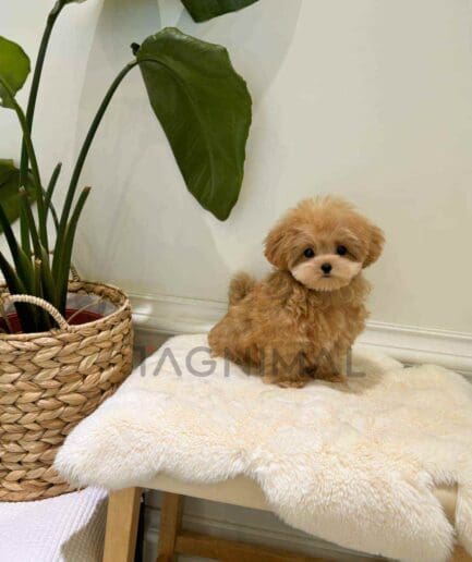 Maltipoo puppy for sale, dog for sale at Tagnimal