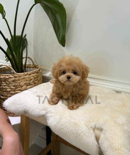 Maltipoo puppy for sale, dog for sale at Tagnimal