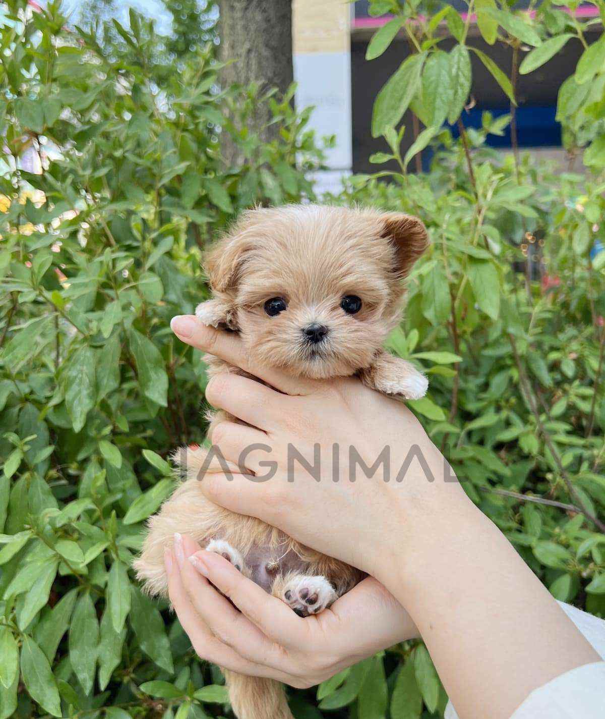 Maltipoo puppy for sale, dog for sale at Tagnimal