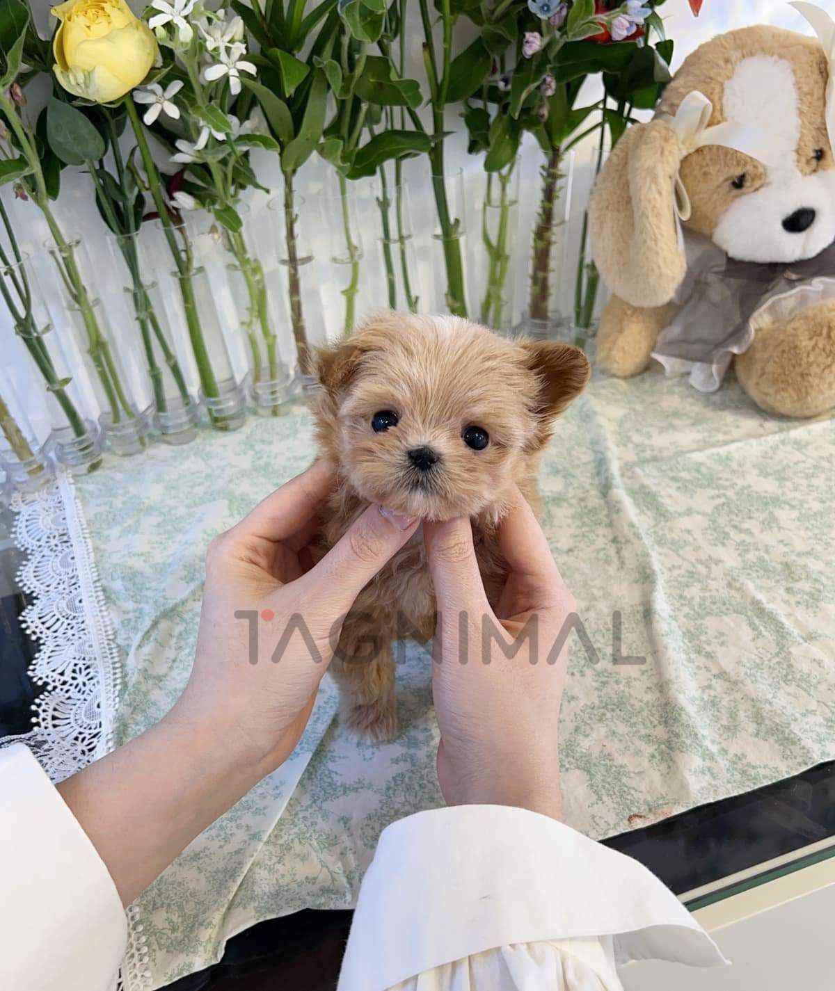 Maltipoo puppy for sale, dog for sale at Tagnimal