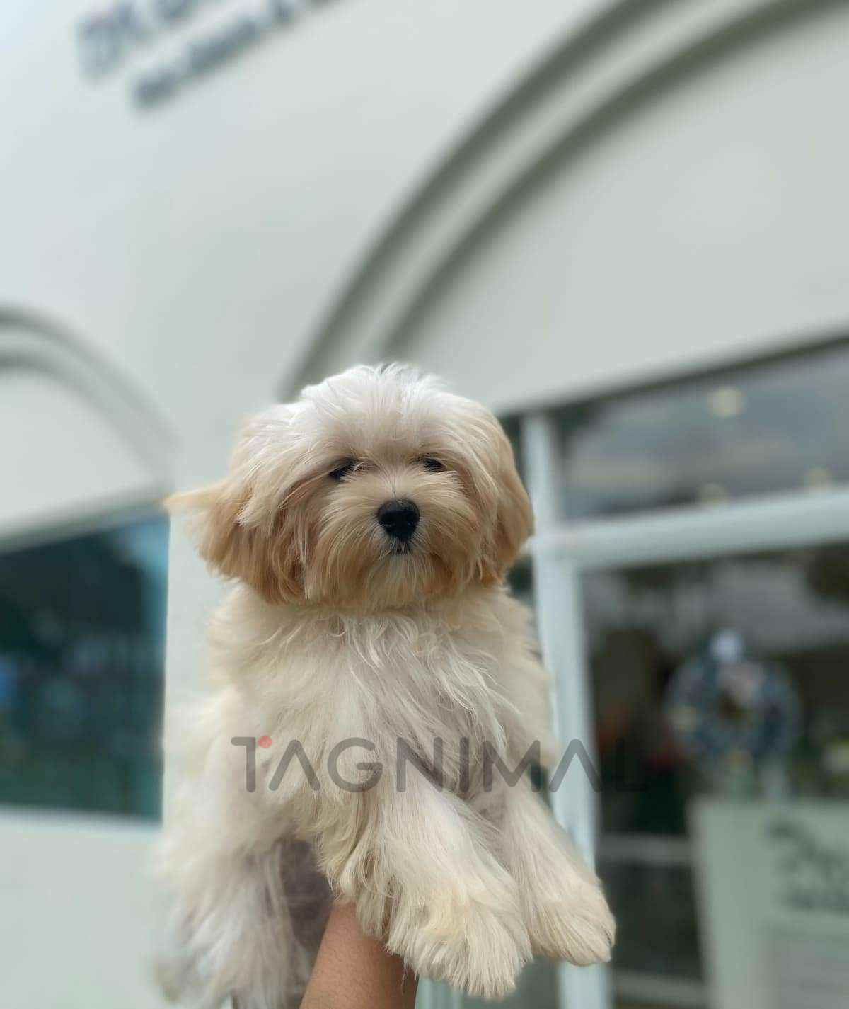 ขายลูกสุนัขมอลทิพู ซื้อสุนัข ซื้อหมา ได้ที่ Tagnimal