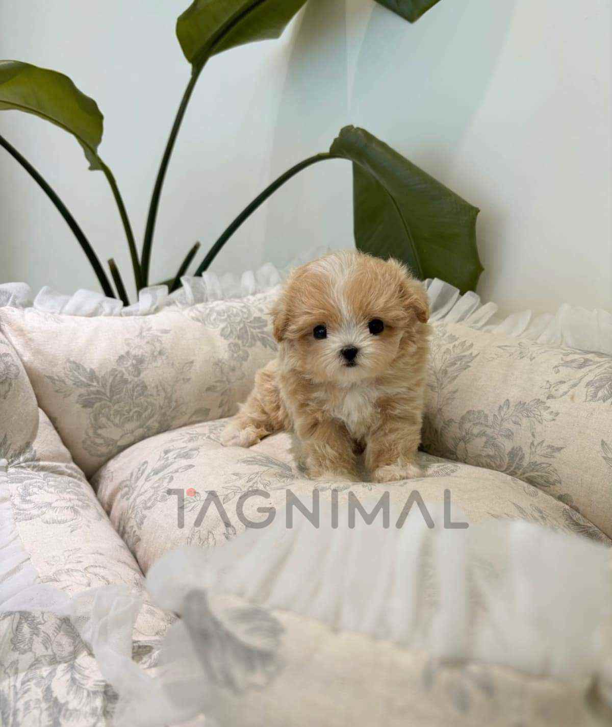 Maltipoo puppy for sale, dog for sale at Tagnimal