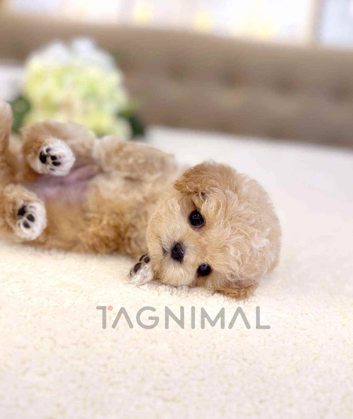 Maltipoo puppy for sale, dog for sale at Tagnimal