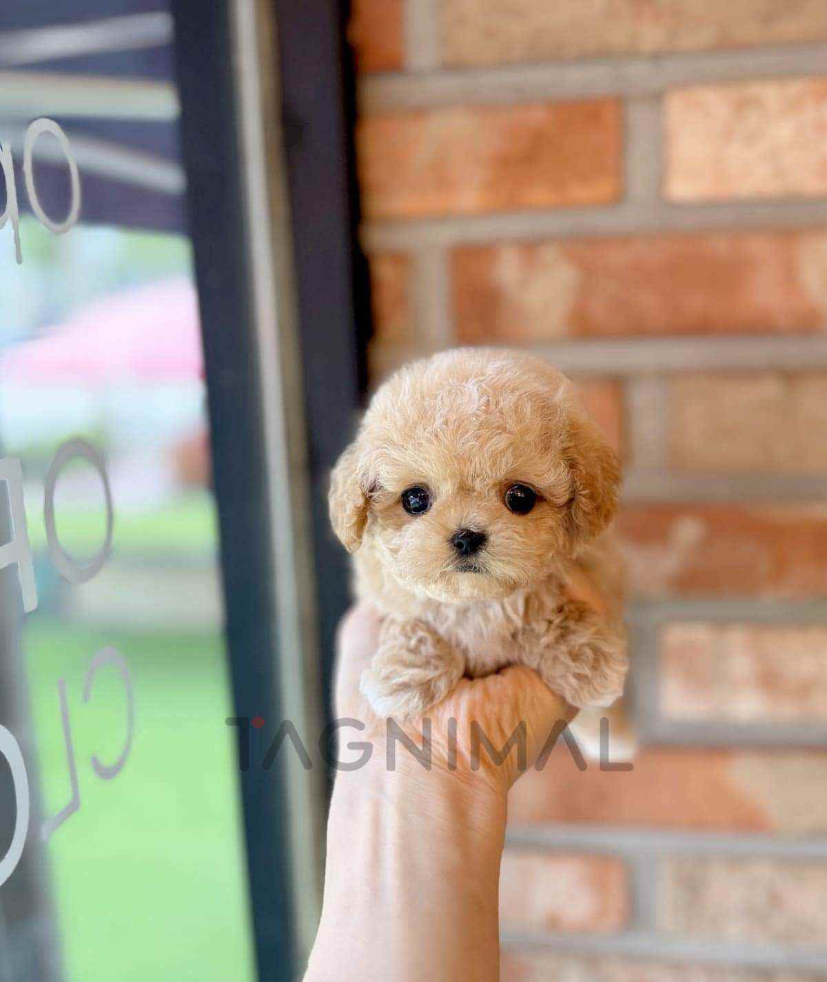 Maltipoo puppy for sale, dog for sale at Tagnimal