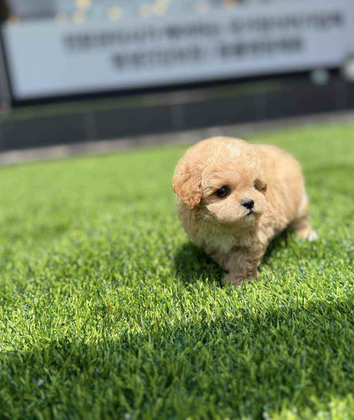 Maltipoo puppy for sale, dog for sale at Tagnimal