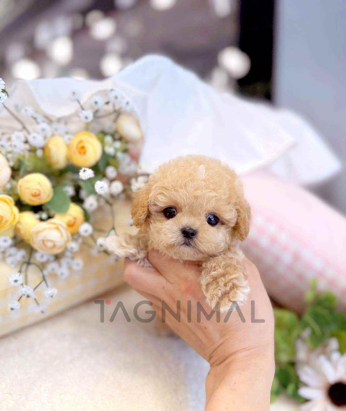 Maltipoo puppy for sale, dog for sale at Tagnimal